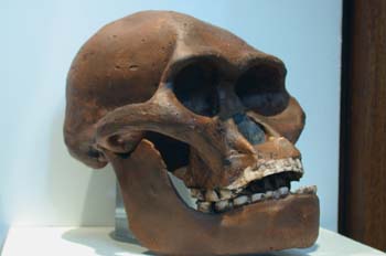 Australopithecus africanus (Mamíferos) Pleistoceno