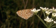 Doncella (Melitaea sp.)