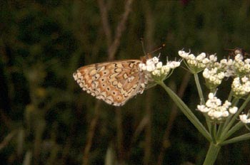 Doncella (Melitaea sp.)