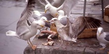 Gaviota patiamarilla (Larus cachinnans)