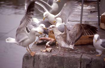 Gaviota patiamarilla (Larus cachinnans)