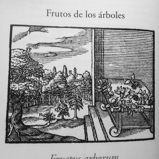 XIII FRUCTUS ARBORUM