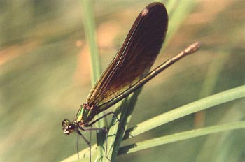 Caballito del diablo verde (Calopteryx splendens)