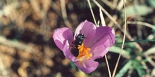 Ceratina cyanea