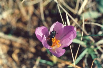 Ceratina cyanea