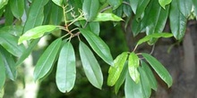 Acerolo chino (Potinia serrulata)