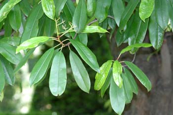 Acerolo chino (Potinia serrulata)