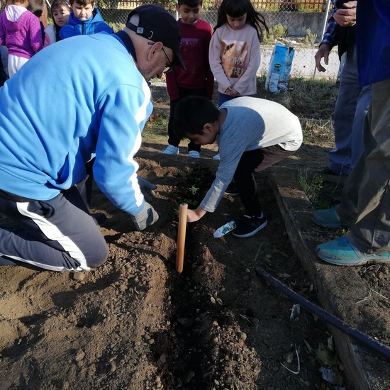 Huerto escolar 2019/20 10