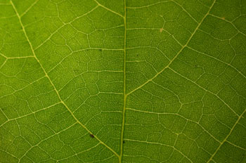 Epidermis de la hoja