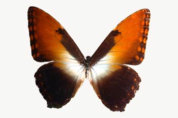 Morpho ecuba (Guayana)