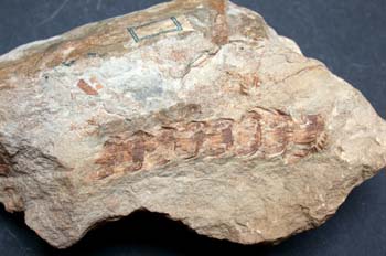 Calamostachys tuberculata (Equiseto-Cola Caballo) Carbonífero