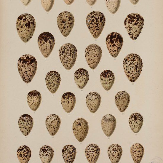 IES_CARDENALCISNEROS_AVES_LAMINAS_049