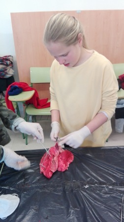 2018_02_09_DISECCION CORAZON Y PULMONES_SEXTO_CEIP FDLR_LAS ROZAS_2 3