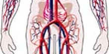 Aparato circulatorio humano