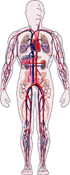 Aparato circulatorio humano