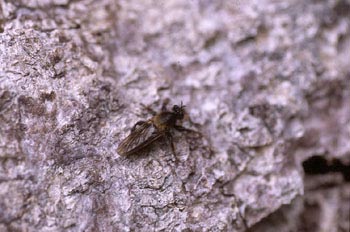 Mosca cazadora (Asilidae fam.)