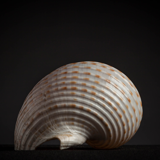 IES_CARDENALCISNEROS_CONCHAS_120