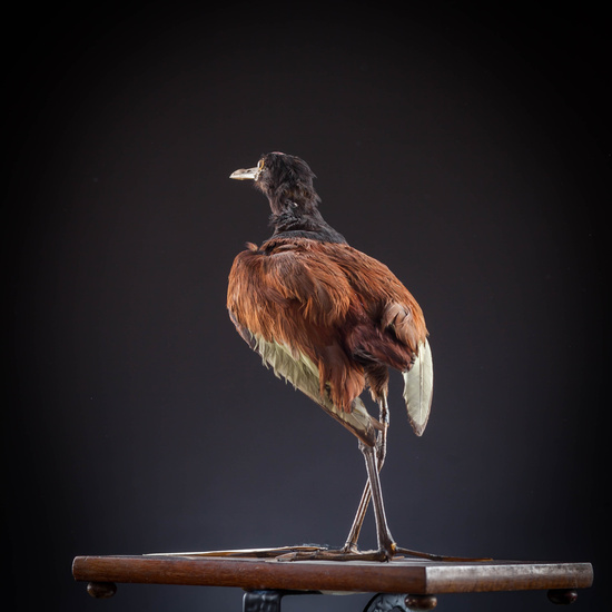 IES_SANISIDRO_MUSEO_Aves_124