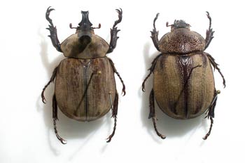 Lycomedes buckleyi (Ecuador)