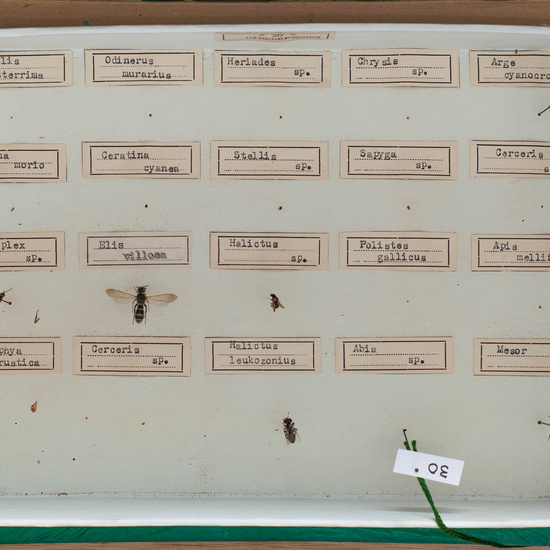 IES_CARDENALCISNEROS_Insectos_022