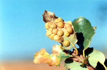 Agalla lenteja de quercus