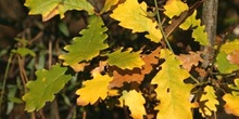 Quejigo - Hoja otoñal (Quercus faginea)
