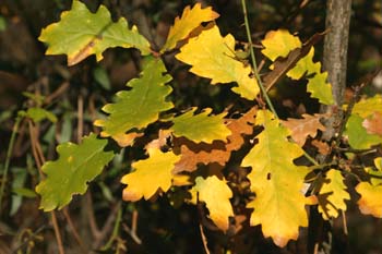 Quejigo - Hoja otoñal (Quercus faginea)