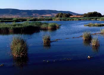 Tablas de Daimiel, Ciudad Real