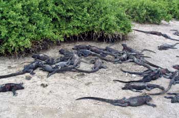 Iguanas marinas, Amblyrhynchus cristatus, Ecuador