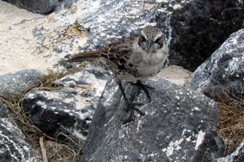 Cucuve, Nesomimus trifasciatus, Ecuador