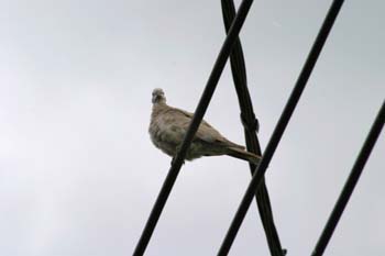 Tórtola turca (Streptopelia decaocto)