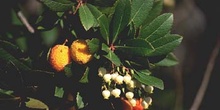 Madroño - Flor (Arbutus unedo)