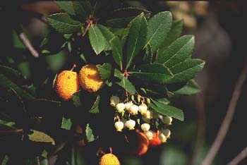 Madroño - Flor (Arbutus unedo)