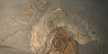 Pseudoieoceras lythense (Ammonites) Jurásico