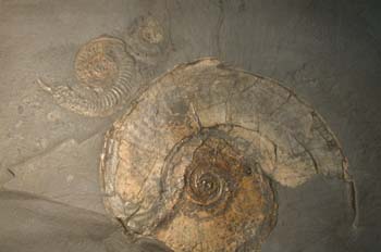 Pseudoieoceras lythense (Ammonites) Jurásico