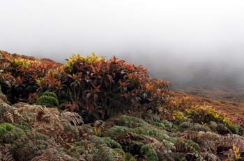 Helechos y arbustos de Cacaotillo, Ecuador