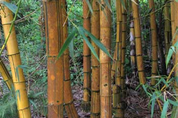 Troncos de bambú, Ecuador