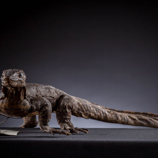 IES_SANISIDRO_MUSEO_Zoolgía_028