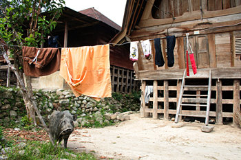 Cerdo, Batak, Sumatra, Indonesia