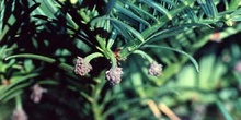 Cefalotejo (Cephalotaxus harringtonia)