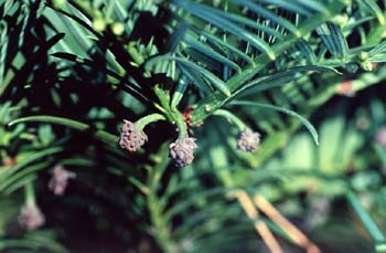 Cefalotejo (Cephalotaxus harringtonia)