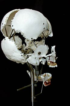 Cráneo