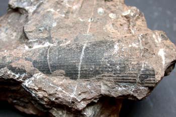 Orthoceras ambigeno (Nautilus) Silúrico