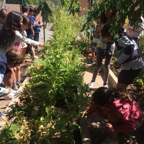 2019_06_11_4º observa insectos en el huerto_CEIP FDLR_Las Rozas 40