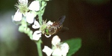 Tábano (Tabanus bovinus)