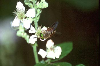 Tábano (Tabanus bovinus)