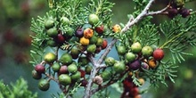 Sabina negral (Juniperus phoenica)