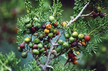 Sabina negral (Juniperus phoenica)