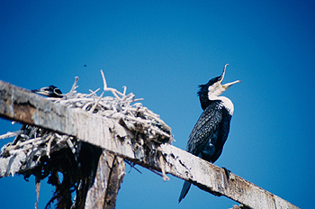 Nidificación, Namibia