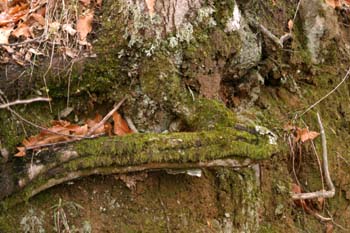 Castaño - Raíz (Castanea sativa)